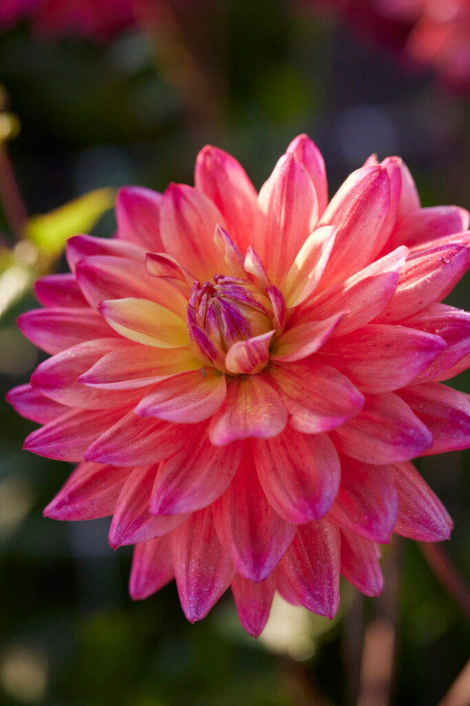 Dahlia Dekorativ Rainbow Silence 1-pack